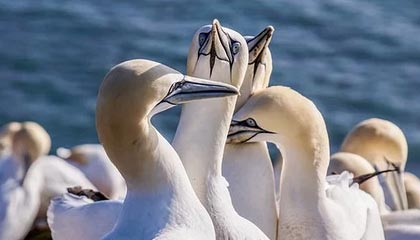 开云入口-《英雄联盟夏季赛，IG战队逆袭夺冠成为焦点》，2021英雄联盟夏季赛ig首发